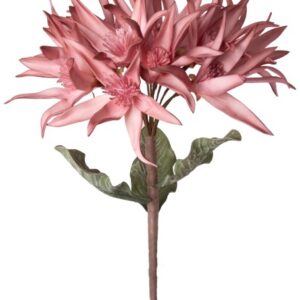Dahlia-Pink blomst
